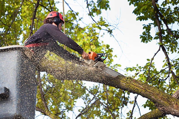 How Our Tree Care Process Works  in  Takoma Park, MD